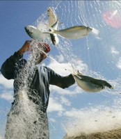 Sistema Pesqueiro Nacional é tema de audiência pública na Comissão de Meio Ambiente