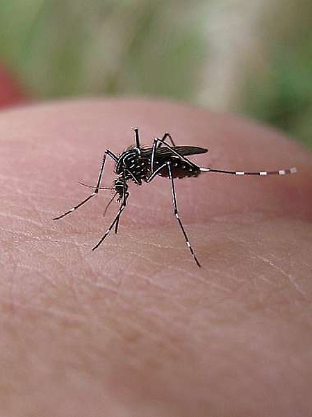 Sa&uacute;de - Geral - dengue chikungunya mosquito aedes aegypti