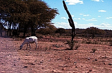 Centro de Estudos debate hoje soluções para a seca do Nordeste