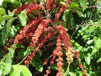 Gene de café resistente à seca poderá ser solução para o Nordeste