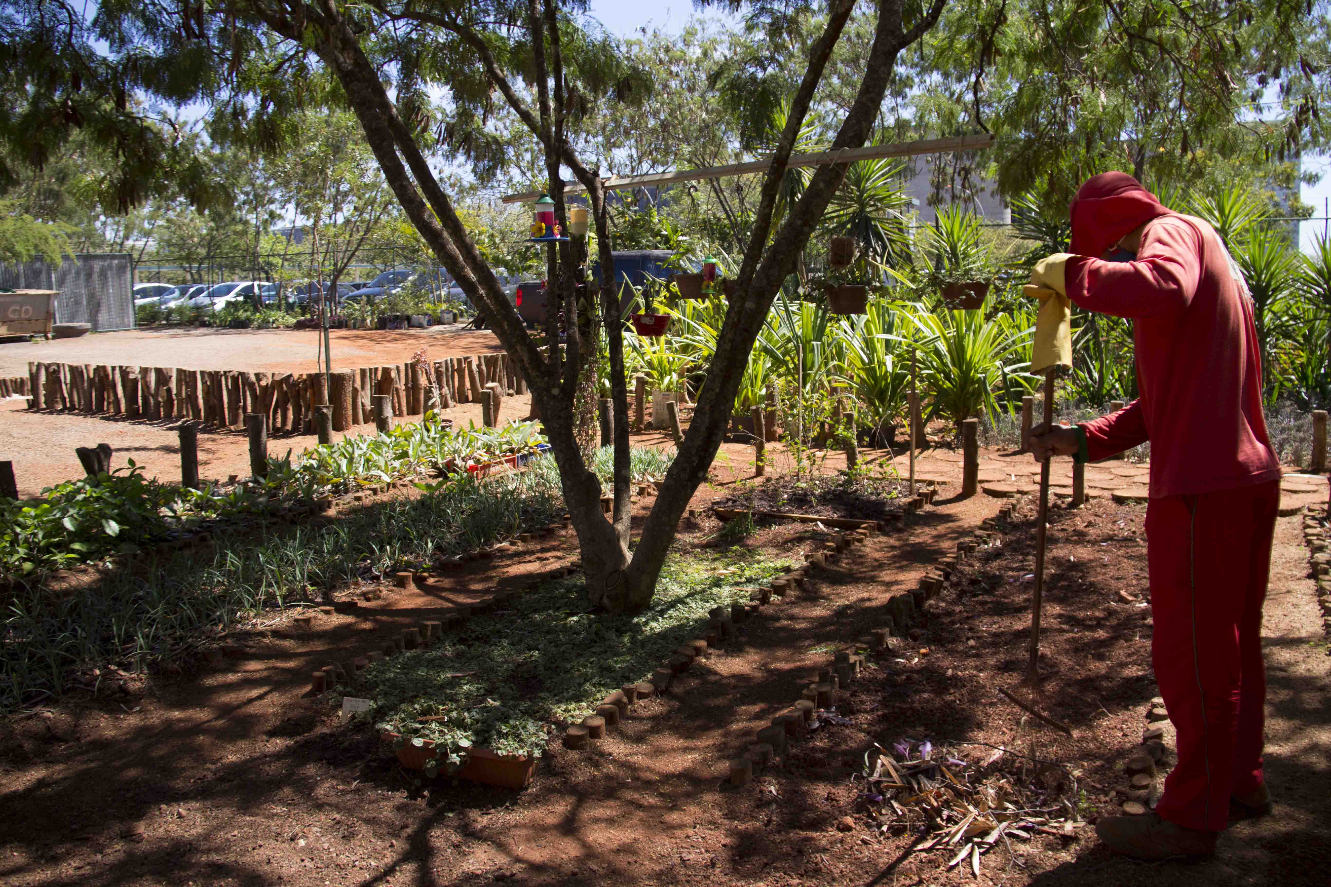 2ª edição da Oficina de Bonsai abre inscrições