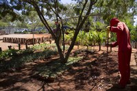 2ª edição da Oficina de Bonsai abre inscrições