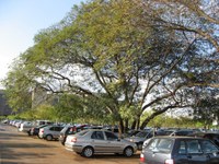 Árvore do Mês – Cambuí