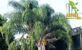 Árvore do  Mês – Jerivá