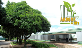 Árvore do Mês – Mangueira