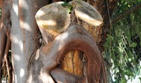 Árvore do Mês - Figueira mata-pau (gameleira)