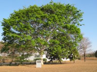 Árvore do Mês - Pau-ferro