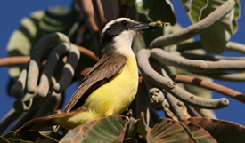 Bem-te-vi-verdadeiro – A Câmara é o Bicho