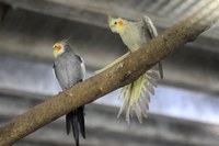 Câmara doa pássaros e transforma viveiro em jardim