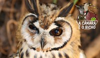 Coruja-orelhuda - A Câmara é o Bicho 