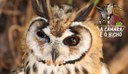Coruja-orelhuda - A Câmara é o Bicho 