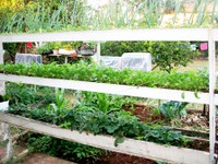 Dica do servidor: minha horta sustentável