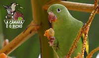 Periquito-de-asa-amarela - A Câmara é o Bicho