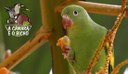 Periquito-de-asa-amarela - A Câmara é o Bicho
