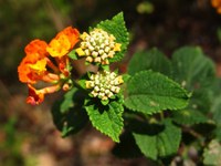 Saiba como se definem os nomes das plantas, com exemplos dos jardins da Câmara