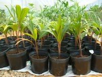Semaj e EcoCâmara lançam campanha de arrecadação de recipientes para o viveiro de plantas