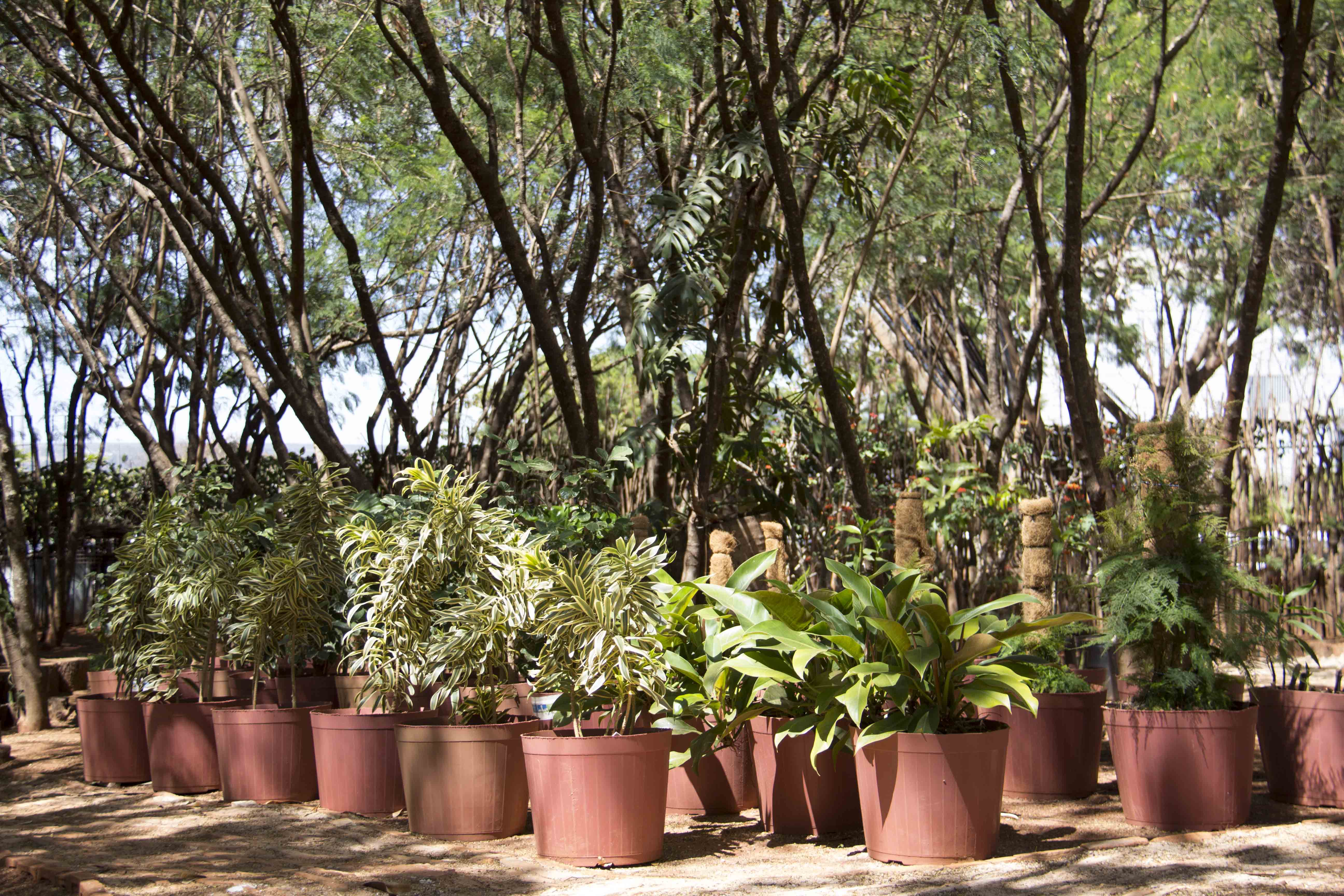 Viveiro de plantas da Câmara é aberto para visitação