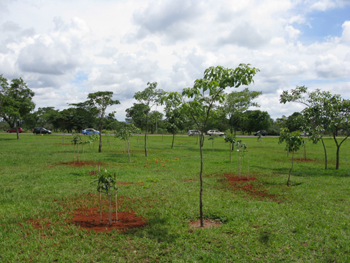 Novas Árvores - Bosque dos Constituintes 