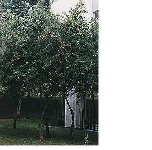 Duranta ou Violeteira