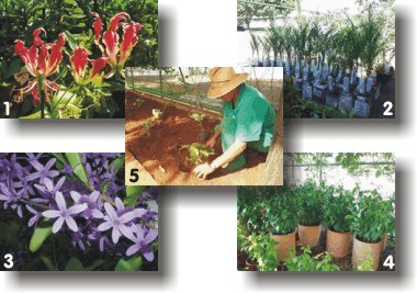 conjunto de fotos jardim