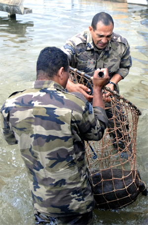 Captura da capivara no espelho d´água da Câmara