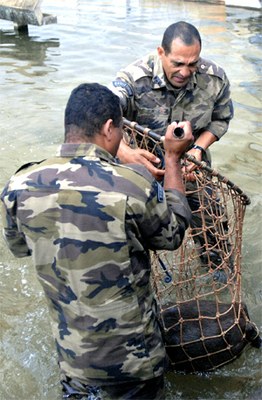 Captura da capivara no espelho d´água da Câmara
