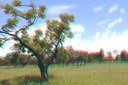 bosque_3d_2