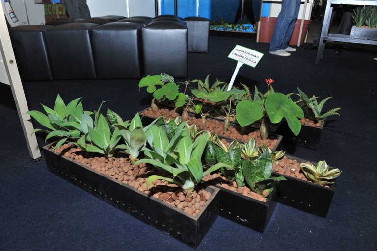 Plantas de baixo consumo de água pertencentes aos jardins da Câmara dos Deputados