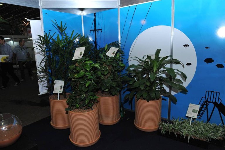 Exemplos de Árvores pertencentes aos jardins da Câmara dos Deputados