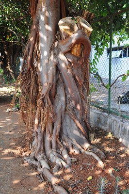 Figueira mata-pau 3