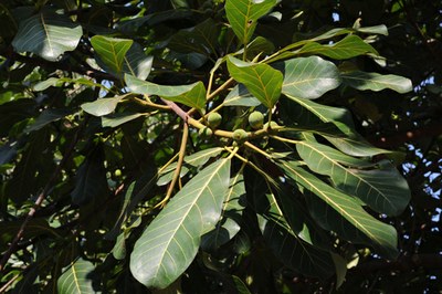 Figueira mata-pau FOLHAS
