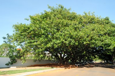 Ficus elastica 1