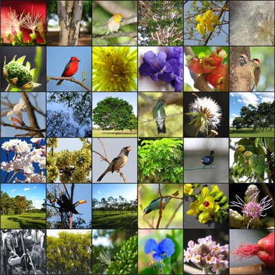 Fauna e flora do Bosque