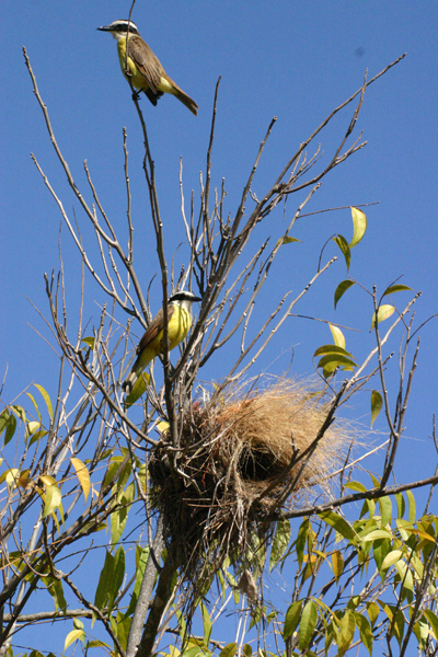 Bem-te-vi-verdadeiro 4
