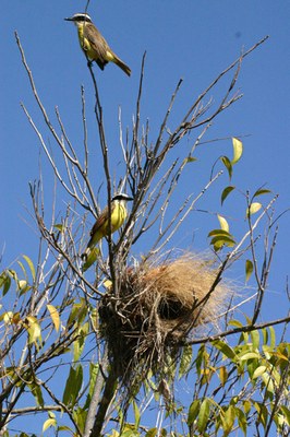 Bem-te-vi-verdadeiro 4 Bem-te-vi-verdadeiro 4