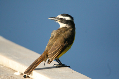 Bem-te-vi-verdadeiro 3