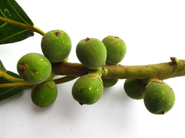 Figueira mata-pau FRUTOS