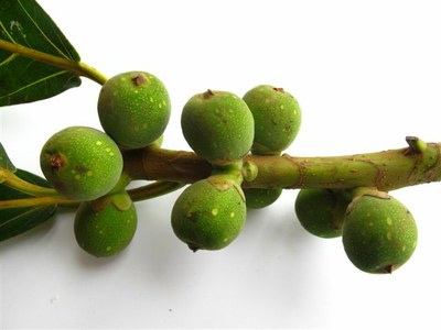 Figueira mata-pau FRUTOS