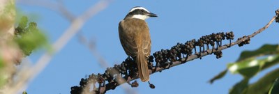 Bem-te-vi-verdadeiro 1000