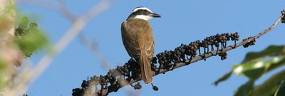 Bem-te-vi-verdadeiro 570