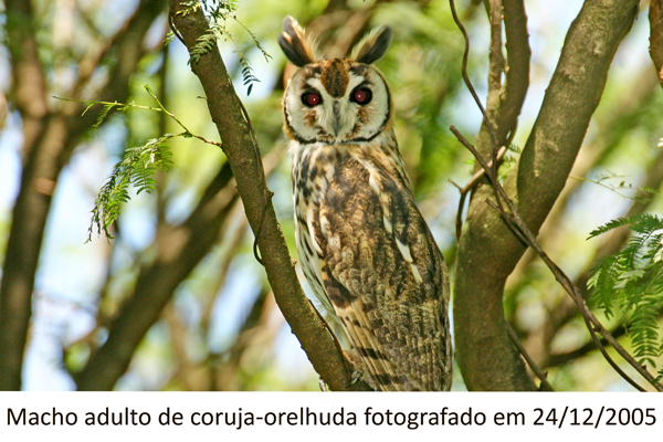 Coruja-orelhuda 6
