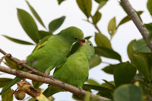 Periquito-da-asa-amarela 1