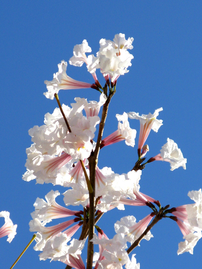 Ipê-branco flor