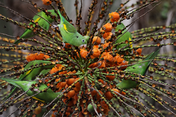 Periquito-da-asa-amarela 2