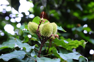 Urucum 2 Urucum 2