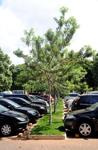 Aroeira-mansa_arvore