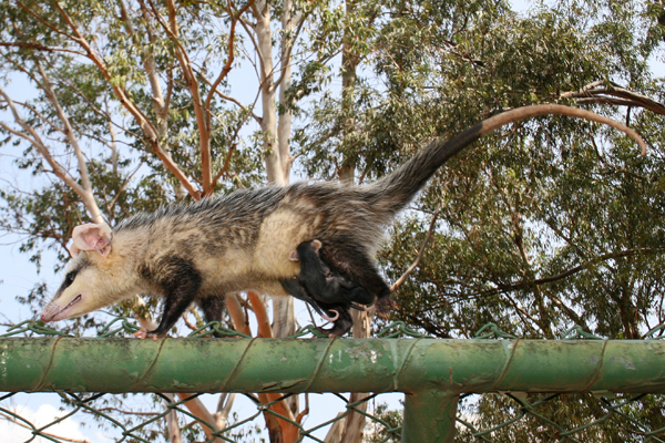 Gambá no Complexo Avançado