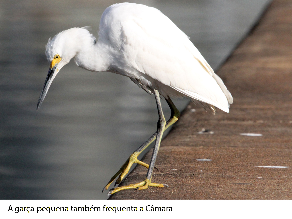 Garça-pequena 2