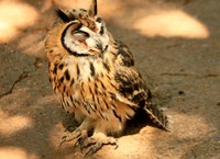 Coruja-orelhuda 3