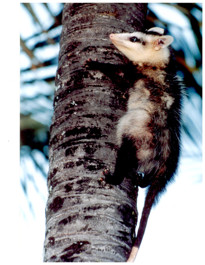 Gambá próximo à Residência Oficial